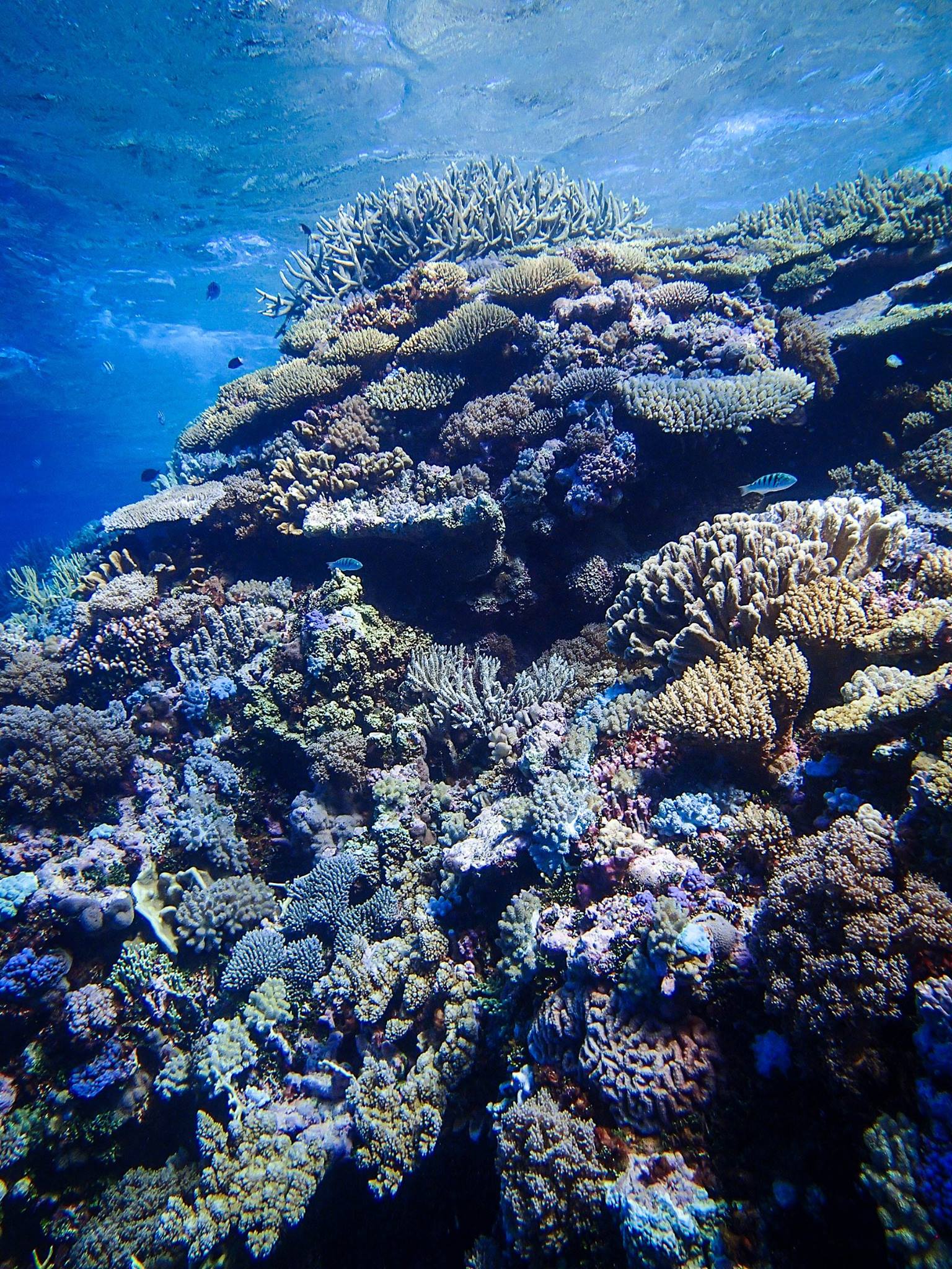 Marine protected areas missing the mark - UQ News - The University of